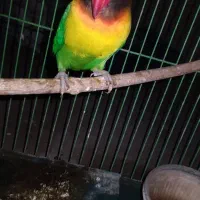 طوطی برزیلی|پرنده|ریز, |دیوار