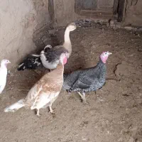 بوقلمون جوان