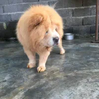 چاوچاو زبان بنفش اصیل ساکت و اجتماعی|سگ|رشت, حمیدیان|دیوار