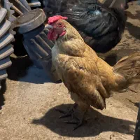 خروس