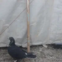 اوغون سرخ  قهوای دمسفید وسوسکی،سیاه ماده|پرنده|تربت‌حیدریه, حیدرآباد|دیوار