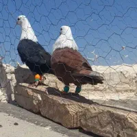 نرماده کله سفید