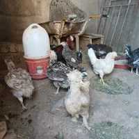 6 عدد مرغ ودوعدد جوجه خروس