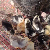 فروش جوجه گلین|حیوانات مزرعه|شیراز, عفیفآباد|دیوار