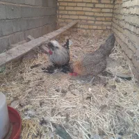 مرغ وخروس