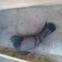 دوده ای و طوقی