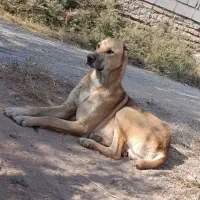 سگ نر|سگ|سمنان, |دیوار