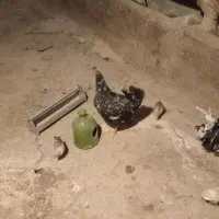 مرغ و خروس گلین