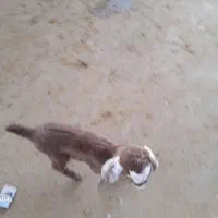 خرید وفروش بره شیری وبزغاله شیری