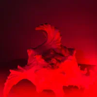 صدف مورکس خاص و کلکسیونی|کلکسیون اشیاء عتیقه|ری, ظهیرآباد|دیوار