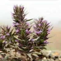 آویشن، کاکوتی