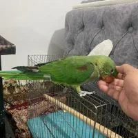 شاه طوطی اسکندر سه ماهه فول رام|پرنده|بوکان, |دیوار