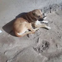 سگ فروشی|سگ|دلبران, |دیوار