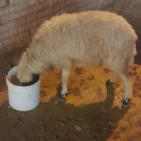 حمیدیه|حیوانات مزرعه|حمیدیه, |دیوار