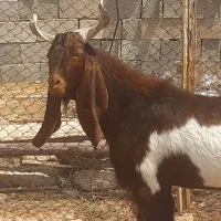 فروش‌چپش.نر‌اسراییلی