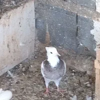 کفتر طوقی|پرنده|خرمشهر, |دیوار