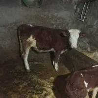 گوساله ماده|حیوانات مزرعه|دهگلان, |دیوار