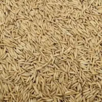 فروش جو هاشمی اسلا شده و جو حسنی
