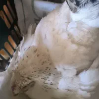 کرک جوان بزرگ چاق چله