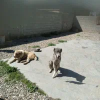 سگ خوب برای گوسفند