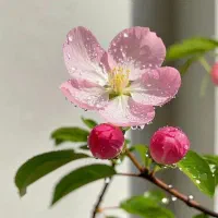 مشاوره خانواده و روابط زناشویی تضمینی کاملارایگان|فعالیت داوطلبانه|بیرجند, |دیوار