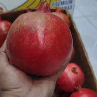 انار صادراتی ساوه|خوردنی و آشامیدنی|رشت, بوسار|دیوار