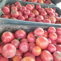 گرجه‌ربی‌تک‌چین‌از‌پانزده‌تومان‌به‌بالا|حراج|اسحاق آباد, |دیوار