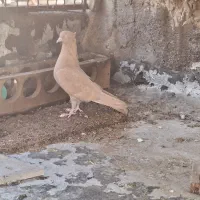 سه تا کفتر|پرنده|شیراز, کوشک میدان|دیوار