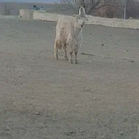 فروش بزغاله نر شاخ انبری