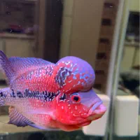 فلاور تایلندی بیگ هدنر|ماهی|تهران, حکیمیه|دیوار