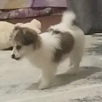 توله سگ پا کوتاه آپارتمانی میکس شیتزو و پودل