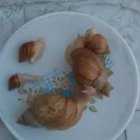 حلزون برای پوستی صاف وزیبا|آرایشی، بهداشتی، درمانی|کنگاور, |دیوار