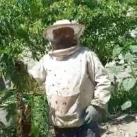 کندوی زنبور