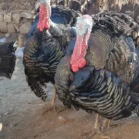 بوقلمون نر محلی .عشایری