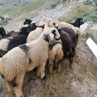 فروش بره و کهره 24 راس بره 21 راس کهره