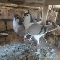 مفلق سینه واز