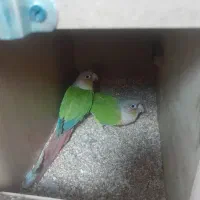 دوعدد گرینچیک نر معاوضه باماده