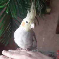 عروس هلندی نر ۵ ماهه