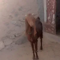 بز پاکستانی اصل سه قلوزا