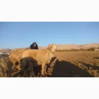 قوچ بختیاری|حیوانات مزرعه|یاسوج, |دیوار