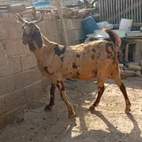تکه پاکستان|حیوانات مزرعه|گنبد کاووس, |دیوار