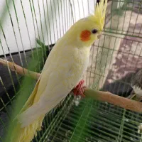 عروس هلندی|پرنده|آستانه اشرفیه, |دیوار