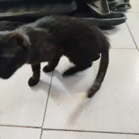 گربه  dsh|گربه|اصفهان, بهارستان (مخابرات)|دیوار