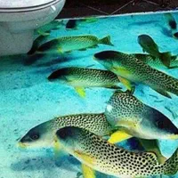 کناف.لاین نوری.میکرو سمنت.اپوکسی|خدمات پیشه و مهارت|رودهن, |دیوار