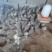 جوجه 50 روزه مطابق عکس|حیوانات مزرعه|قائن, |دیوار