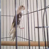 عروس هلندی نر ابلغ البینو مست