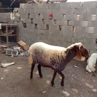 بره ماده سرحال شاخ دار