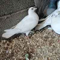 کفتر|پرنده|قرق, |دیوار