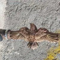 قلیان طرح عقاب|زیورآلات و اکسسوری|تربتحیدریه, رضاشهر|دیوار