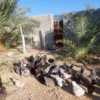 تخم مرغ استرالوپ|حیوانات مزرعه|شیراز, آبیاری|دیوار